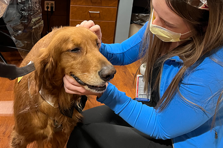 denver therapy dog bodhi