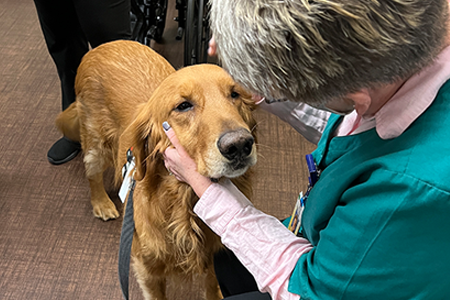 denver therapy dog bodhi