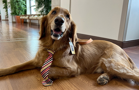 denver therapy dog bodhi