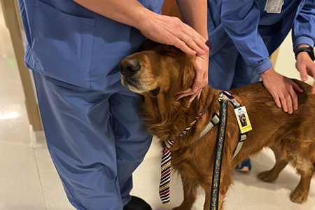 denver therapy dog bodhi