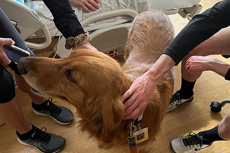 denver therapy dog bodhi