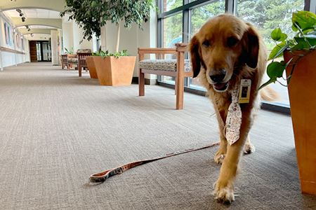 denver therapy dog bodhi