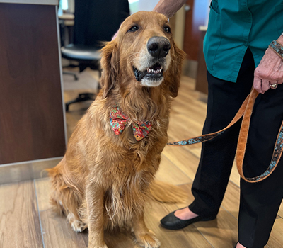 denver therapy dog bodhi