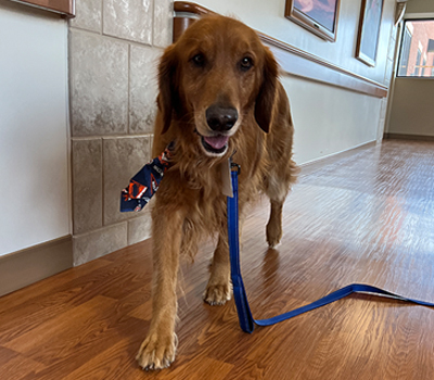 denver therapy dog bodhi