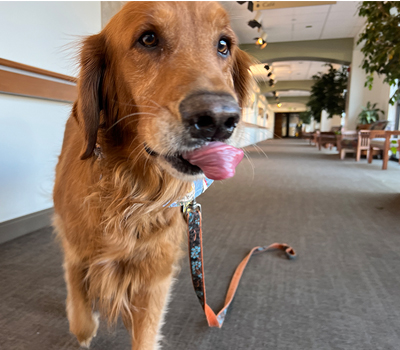 denver therapy dog bodhi