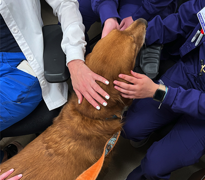 denver therapy dog bodhi