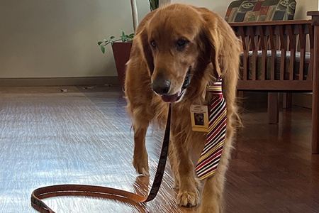 denver therapy dog bodhi