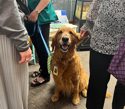 denver therapy dog bodhi